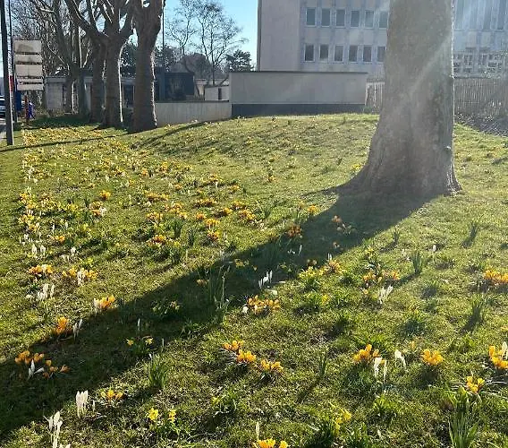 Magnifique L'aigrette Dieppe